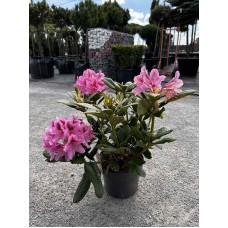 Рододендрон Космополітен С10 50см